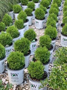 many potted plants are sitting on the ground