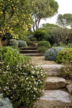 a stone path surrounded by trees and bushes with white flowers on each side, leading up to the top