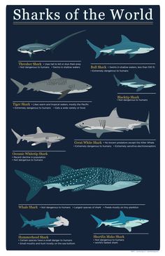 sharks of the world are shown in this poster