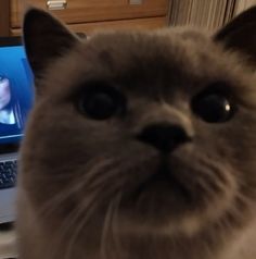 a cat sitting in front of a laptop computer