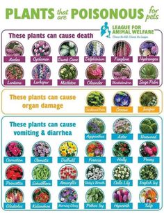 a poster with different types of plants and their names