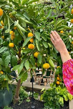 a person reaching up to pick an orange from a tree with lots of fruit on it