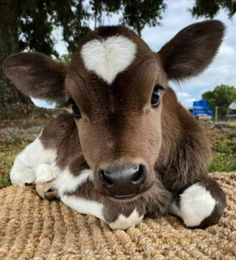 a brown and white cow laying on top of a rug