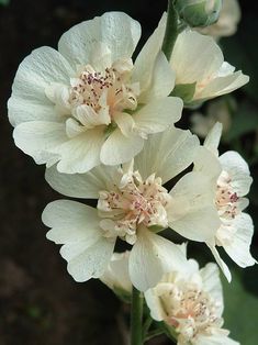 three white flowers are blooming in the garden