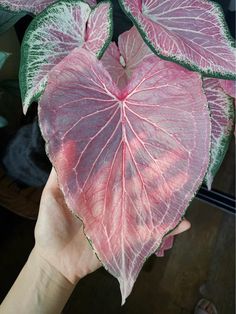 a pink heart shaped plant in someone's hand