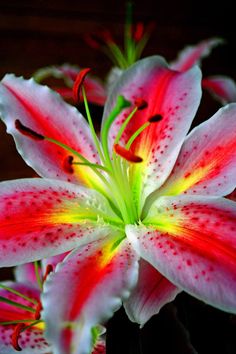 a close up view of a pink and white flower