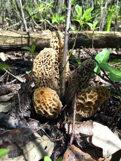 several mushrooms growing on the ground in the woods