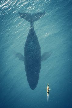 a large whale swimming in the ocean next to a small boat with it's tail sticking out