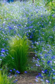 blue flowers and green grass in the middle of a dirt path leading to a bench