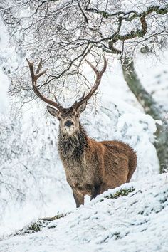 a deer standing in the snow next to some trees