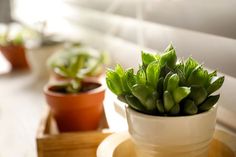 three small potted plants sitting on top of a wooden tray next to each other