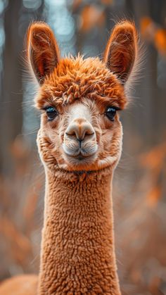 an alpaca looking at the camera with its eyes wide open