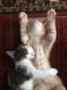 two kittens are playing together on the couch with their paws up in the air