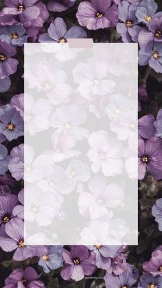 purple flowers with a white rectangle in the middle