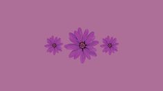 three purple flowers on a pink background