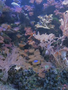 an aquarium filled with lots of different types of corals and seaweed on the bottom