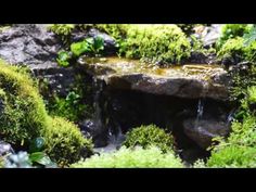 moss covered rocks and water in the middle of a garden with green plants growing on them