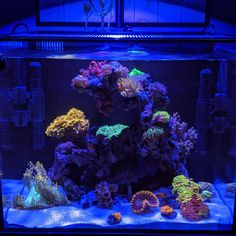 an aquarium filled with lots of different colored corals