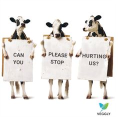 three cows holding up signs that say, can you stop? and do not want to