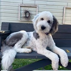 a white and gray dog sitting on top of a wooden bench