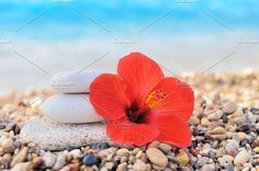 red flower and two white rocks on the beach