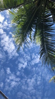 palm trees and blue sky with clouds in the background