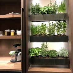 a shelf filled with lots of different types of plants on it's sides in a kitchen