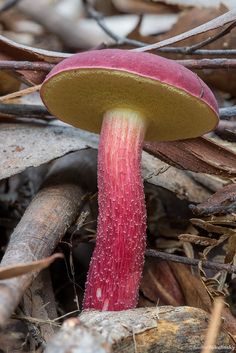 a close up of a mushroom on the ground