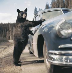 a black bear standing on its hind legs next to a car