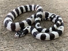 a black and white striped snake on the ground