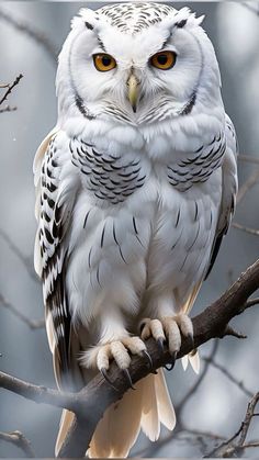 an owl sitting on top of a tree branch