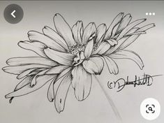 a drawing of a flower with the name charlotte on it's bottom right corner