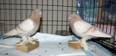 two birds sitting on wooden blocks in front of a caged area with bird seed