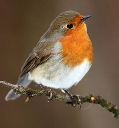 a small bird sitting on top of a tree branch in front of a blurry background