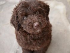 a brown dog sitting on top of a stone floor