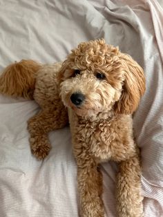 a small brown dog laying on top of a bed