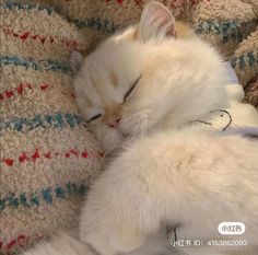 a white cat sleeping on top of a blanket