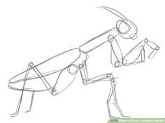 how to draw a praying mantissa