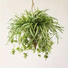 a green plant hanging from a rope on a white wall