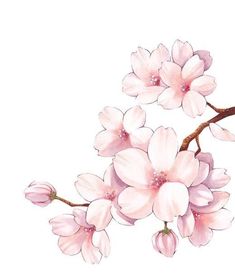 pink flowers on a branch with watercolors in the bottom right corner, and white background