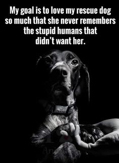 Soul Healing, Dog Memes, Dog Pictures, For Life, A Dog, Life Quotes, Healing, Lounge, Screen