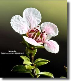 a white and pink flower with green leaves