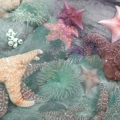 several starfishs and sea urchins in the water