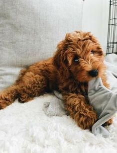 a small brown dog laying on top of a white bed next to a pillow and blanket