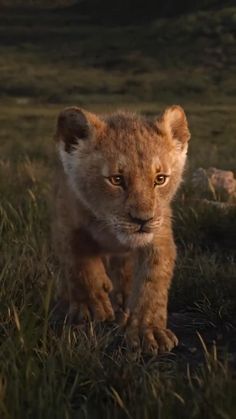 a young lion cub walking across a grass covered field