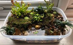 a container filled with plants sitting on top of a window sill