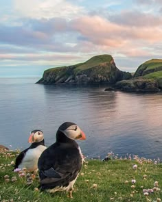 two birds sitting on the grass near water