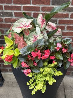 a potted plant with pink and green flowers in front of a red brick wall