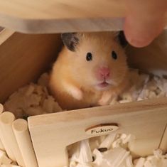 a hamster is sitting in a wooden box