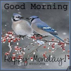 two birds sitting on top of a tree branch with berries in the foreground and words good morning happy monday